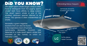 Read more about the article Dwarf Sperm Whale