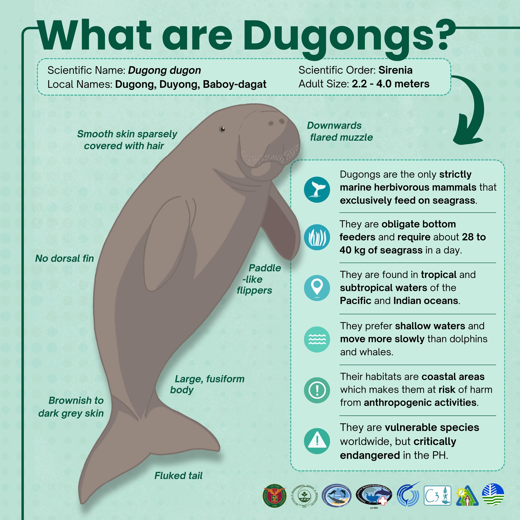 The What, How, and Why Dugongs Matter